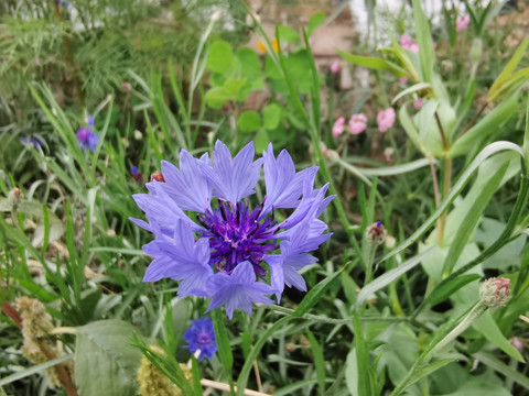 蓝花矢车菊