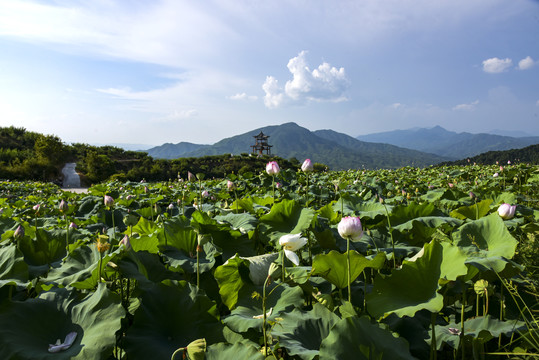 夏日荷花田