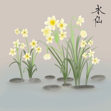 水仙花工筆畫