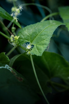 盒子草