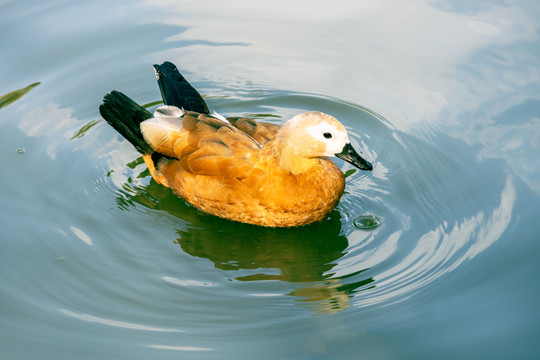 国家二级保护动物赤麻鸭