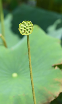 夏日荷花别样红