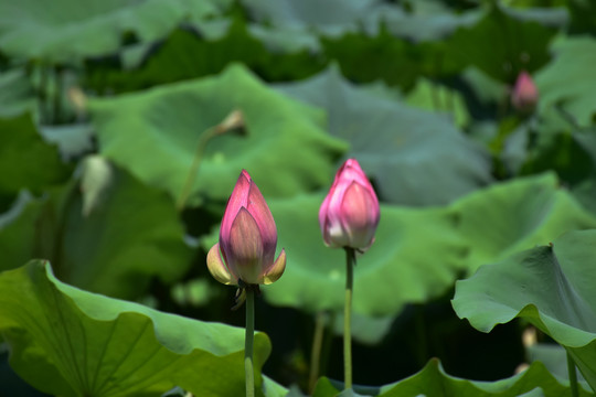 荷花池塘