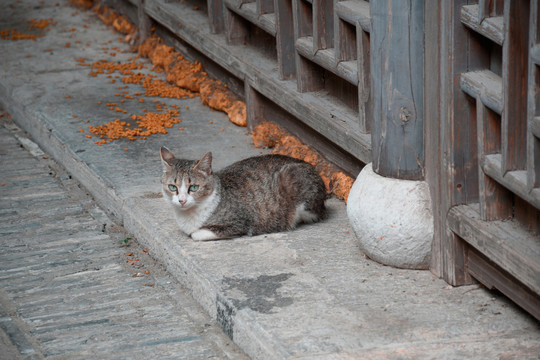 古城小猫