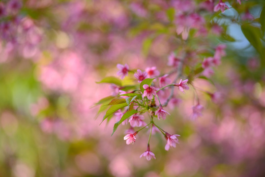 野樱花山樱花