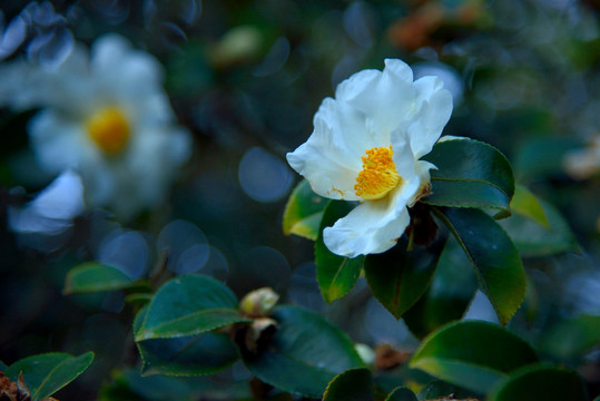 油茶花