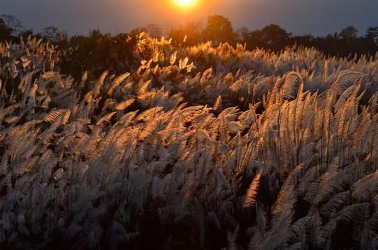 夕阳下的芦苇