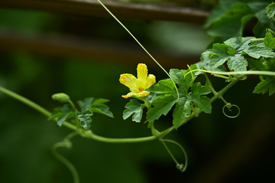 苦瓜花