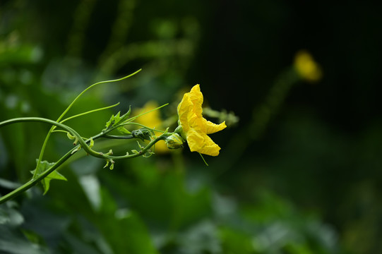 丝瓜花