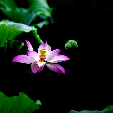 荷花高清