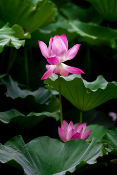 荷花高清