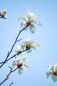 玉蘭花