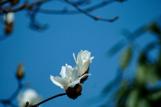 玉蘭花
