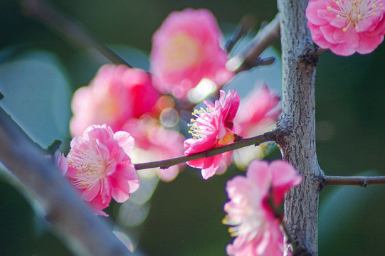 腊梅红梅花