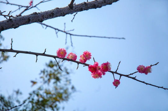 腊梅红梅花