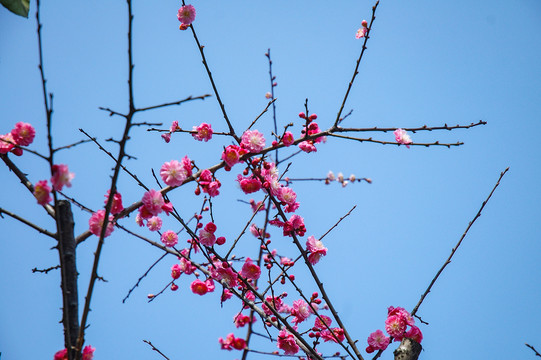 腊梅红梅花