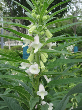 种植芝麻