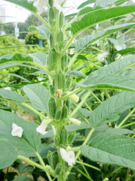 芝麻种植