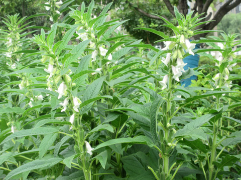 芝麻开花节节高