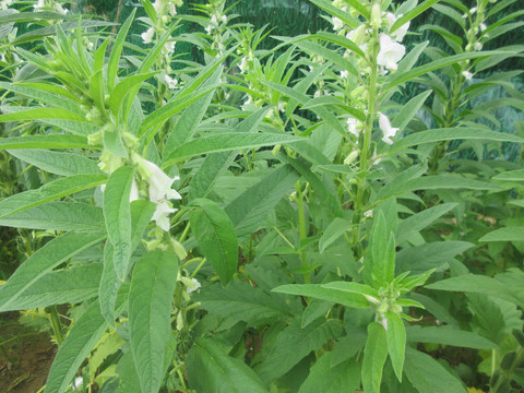 种植芝麻