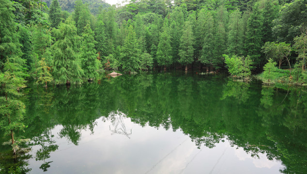 森林湖景