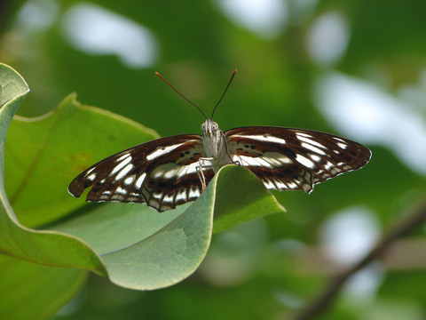 栖息在树叶上的一只玉杵带蛱蝶