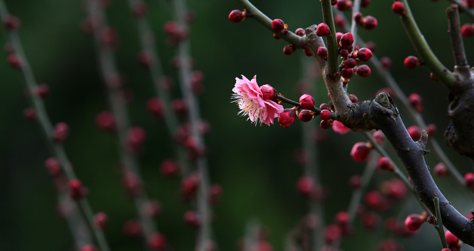 梅花