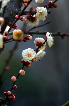 梅花