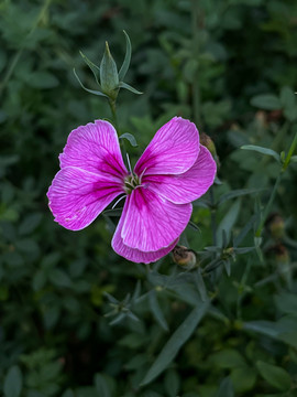 石竹花特写