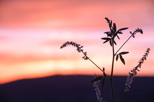 夕阳下的野草