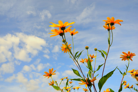 菊芋花