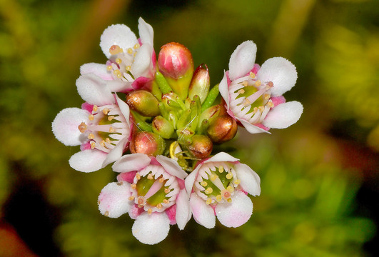 蜡花