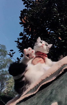 美短猫咪嗮太阳懒洋洋猫爪