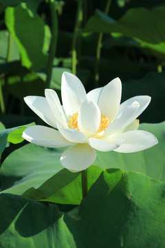 夏季荷花素材背景