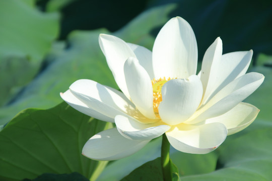 夏季荷花素材背景