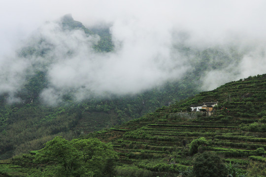 茶山