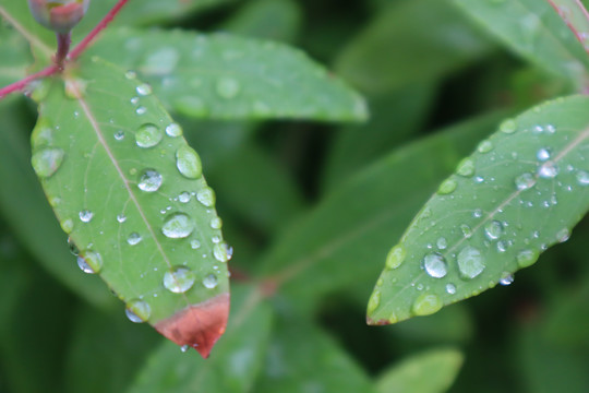 雨露