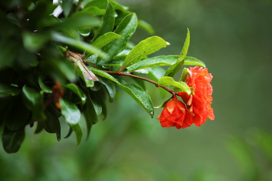 石榴花