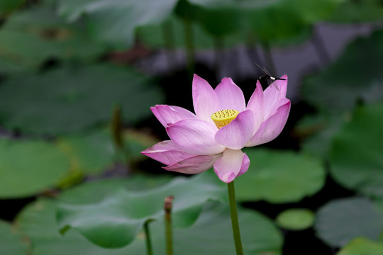 秋后荷花别样红高清大图