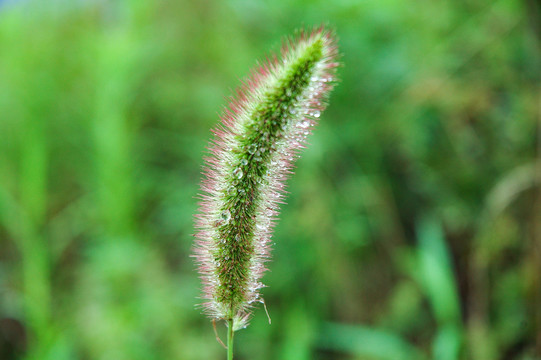 狗尾草草地