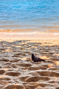 沙滩上的鸽子
