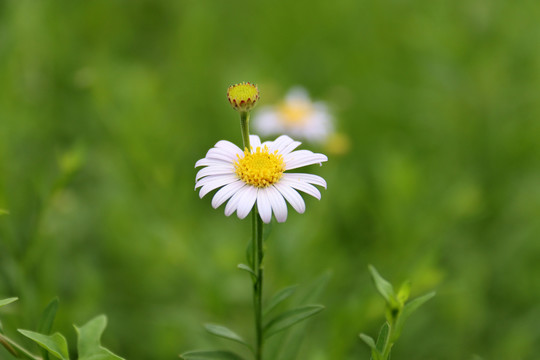 野菊花