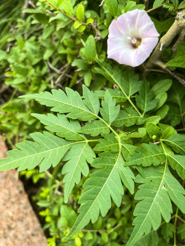 牵牛花