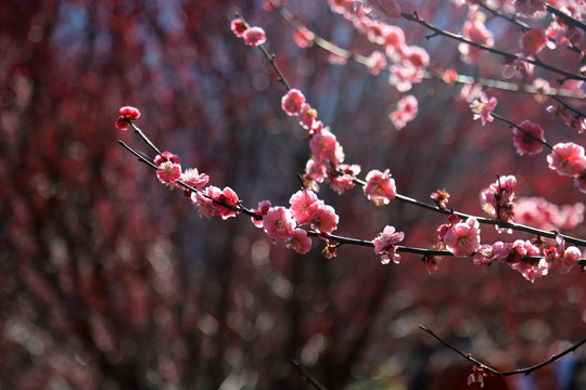 桃花梅花朵朵开