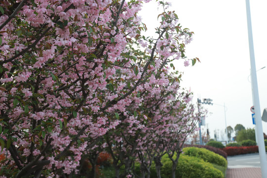 海棠花