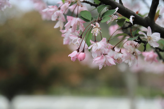 海棠花