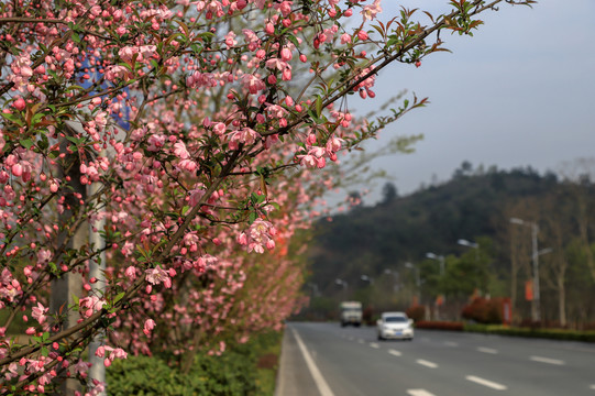 海棠花