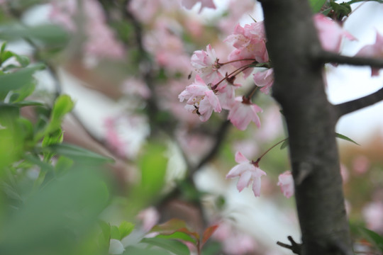 海棠花