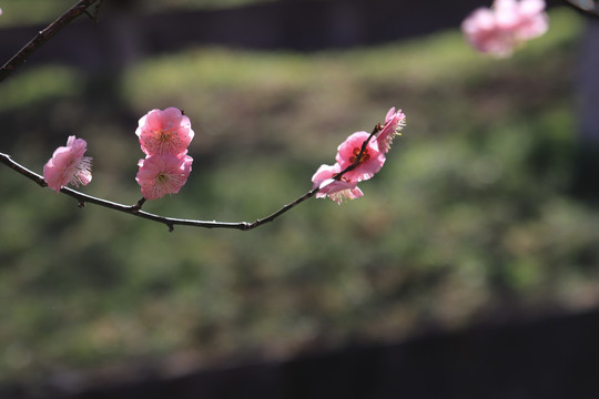 桃花梅花朵朵开