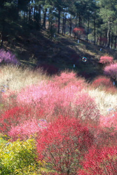 桃花梅花朵朵开